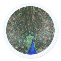 Peacock stickers by BisforBirds Peacock stickers