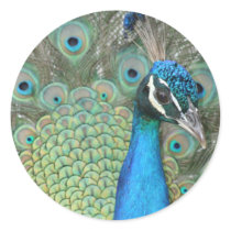 Peacock stickers by eljesse Peacock stickers