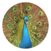 peacock stickers by arbeegraphics peacock stickers