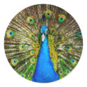 Peacock Stickers