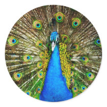 Peacock Stickers by Lenny46824 Peacock Stickers