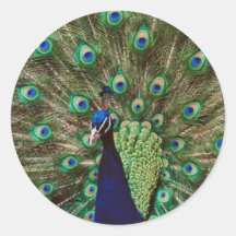 Peacock Stickers