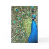 Peacock Strut Card