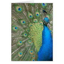 Peacock Strut Card