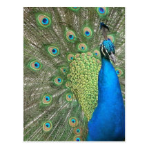Peacock Strut Post Card