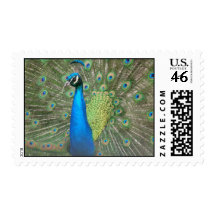 Peacock Strut Postage