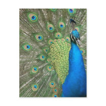Peacock Strut Post Card