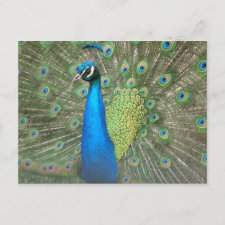 Peacock Strut postcard
