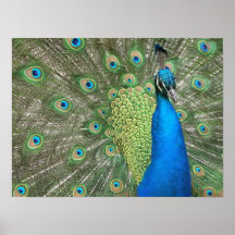 Peacock Strut Print