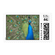 Peacock Strut Stamp
