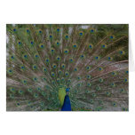 Peacock (Strut Your Stuff) card cards