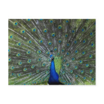 Peacock Strutting postcards by nomad0367 Peacock Strutting postcards