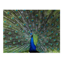 Peacock Strutting Postcards