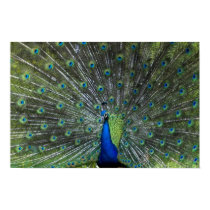 Peacock Strutting posters by nomad0367 Peacock Strutting posters