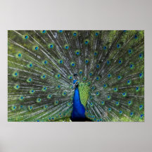 Peacock Strutting Print