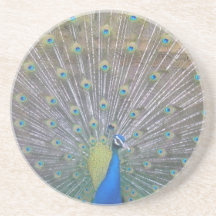 Peacock (the One) Coaster