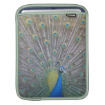 Peacock (the One) Sleeves For Ipads