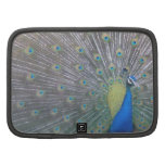 Peacock (the One) Planner
