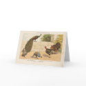 Peacock,Turkey, & Guinea Fowl cards