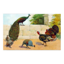 Peacock, Turkey, Guineas posters by angelandspot Peacock, Turkey, Guineas posters