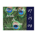 Peacock Wedding Postcard