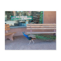 Peacock with a Sweet Tooth Postcard