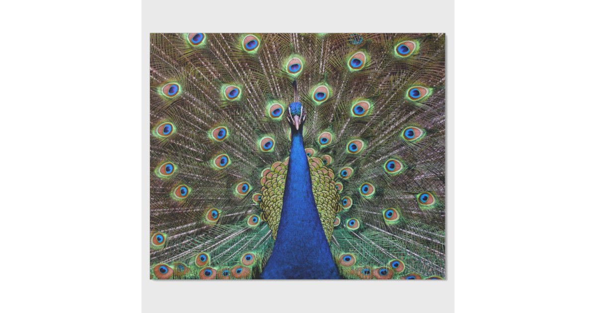 peacock wrapping paper peacock wrapping paper