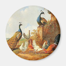 Peacocks and chickens magnet