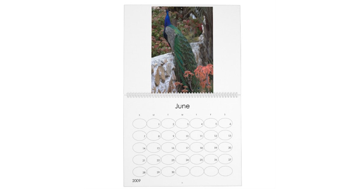 Peacocks Calendar Zazzle