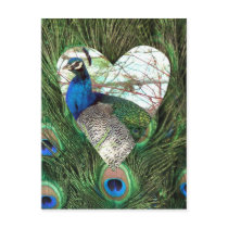 Peacocks in a Heart Postcard