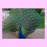 Peacocks in Mexico cards