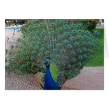 Peacocks in Mexico Card