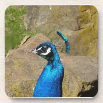 Peacock's Portrait cork coasters