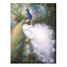 peacocks post cards