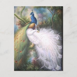 peacocks post cards postcard