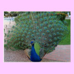 Peacocks Postcard postcards
