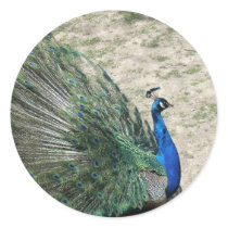 Peacocks stickers by jdowdell Peacocks stickers