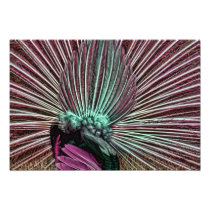 Peacock's Tail - Fabulous Feathers Pink and Green Photograph