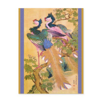 peacocksnotebue postcards