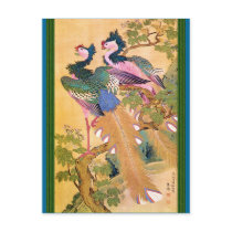 peacocksnotegreencordpng postcards