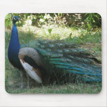 Peacok Beauty mousepad mousepads
