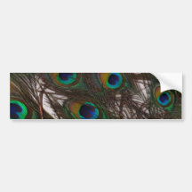 Peacoquette ~ Peacock Feathers Bumper Sticker