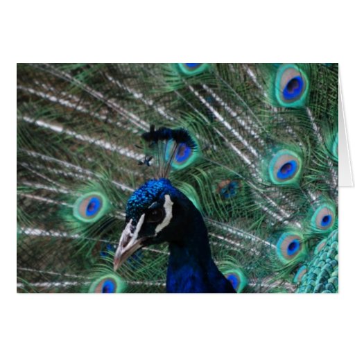 Peafowl Bird Greeting Card