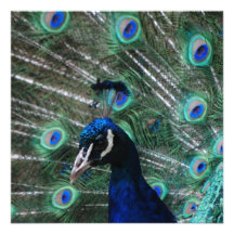Peafowl Bird Invitations