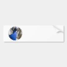 Peafowl Bumper Stickers