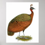 Peafowl:  Congo Peahen Print