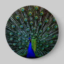 "Peafowl Plumage" Pin buttons