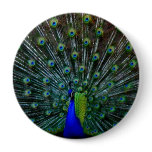 "Peafowl Plumage" Pin