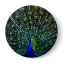 "Peafowl Plumage" Pin buttons by ChelseaKerwath "Peafowl Plumage" Pin buttons