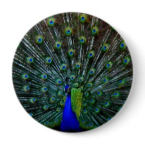 "Peafowl Plumage" Pin buttons by ChelseaKerwath "Peafowl Plumage" Pin buttons